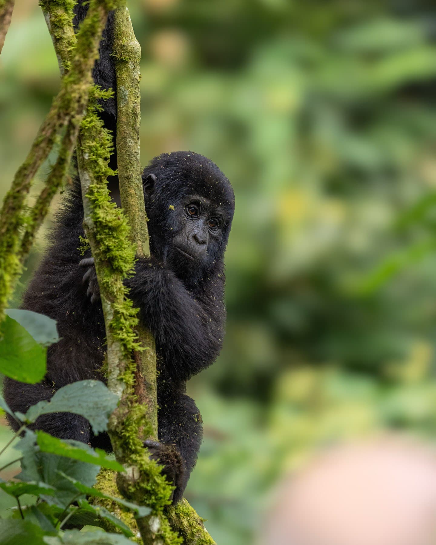 Mountain Gorilla Trekking — Bwindi Impenetrable Forest