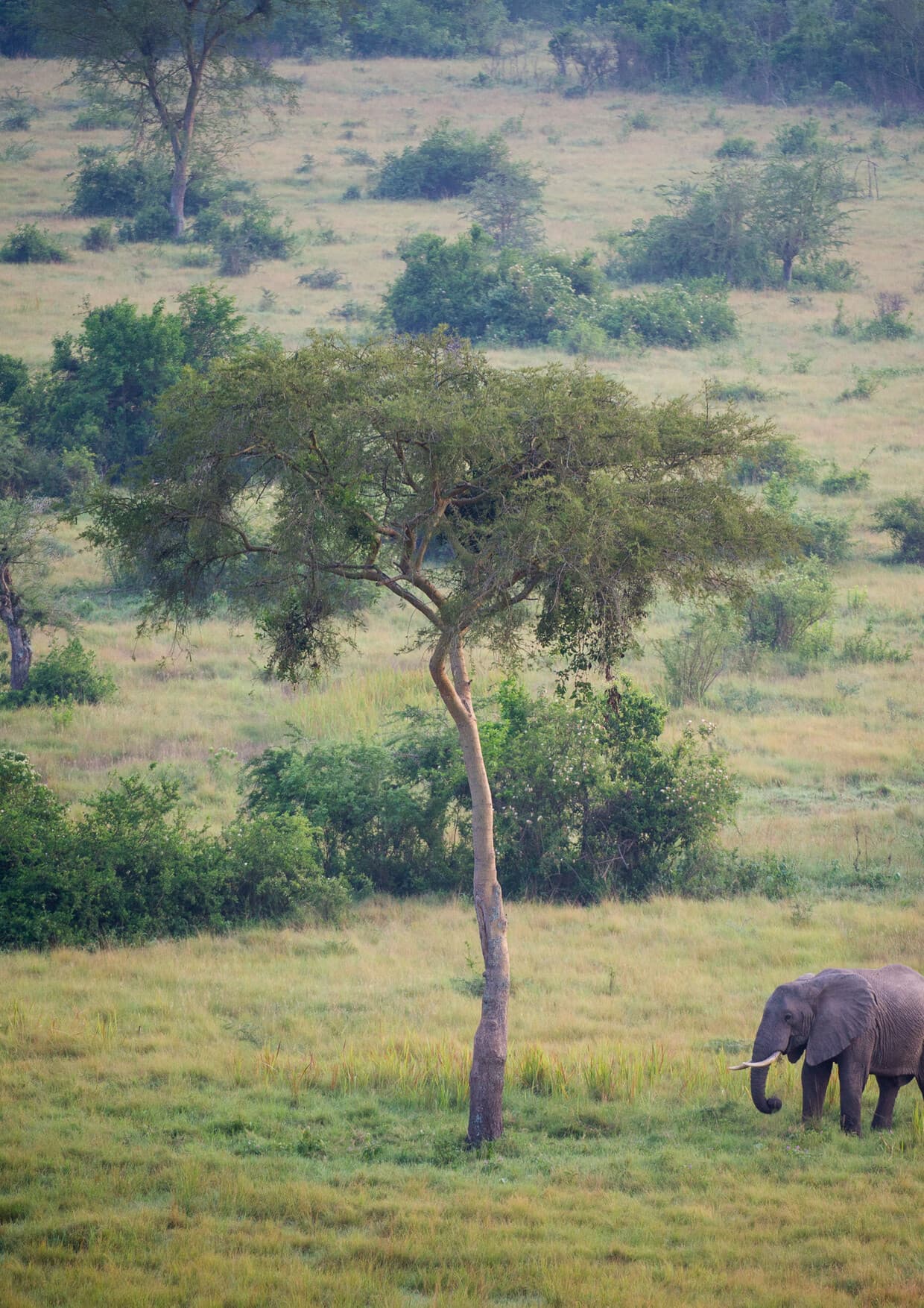 Primates and Wildlife Safari 15 Days/14 Nights