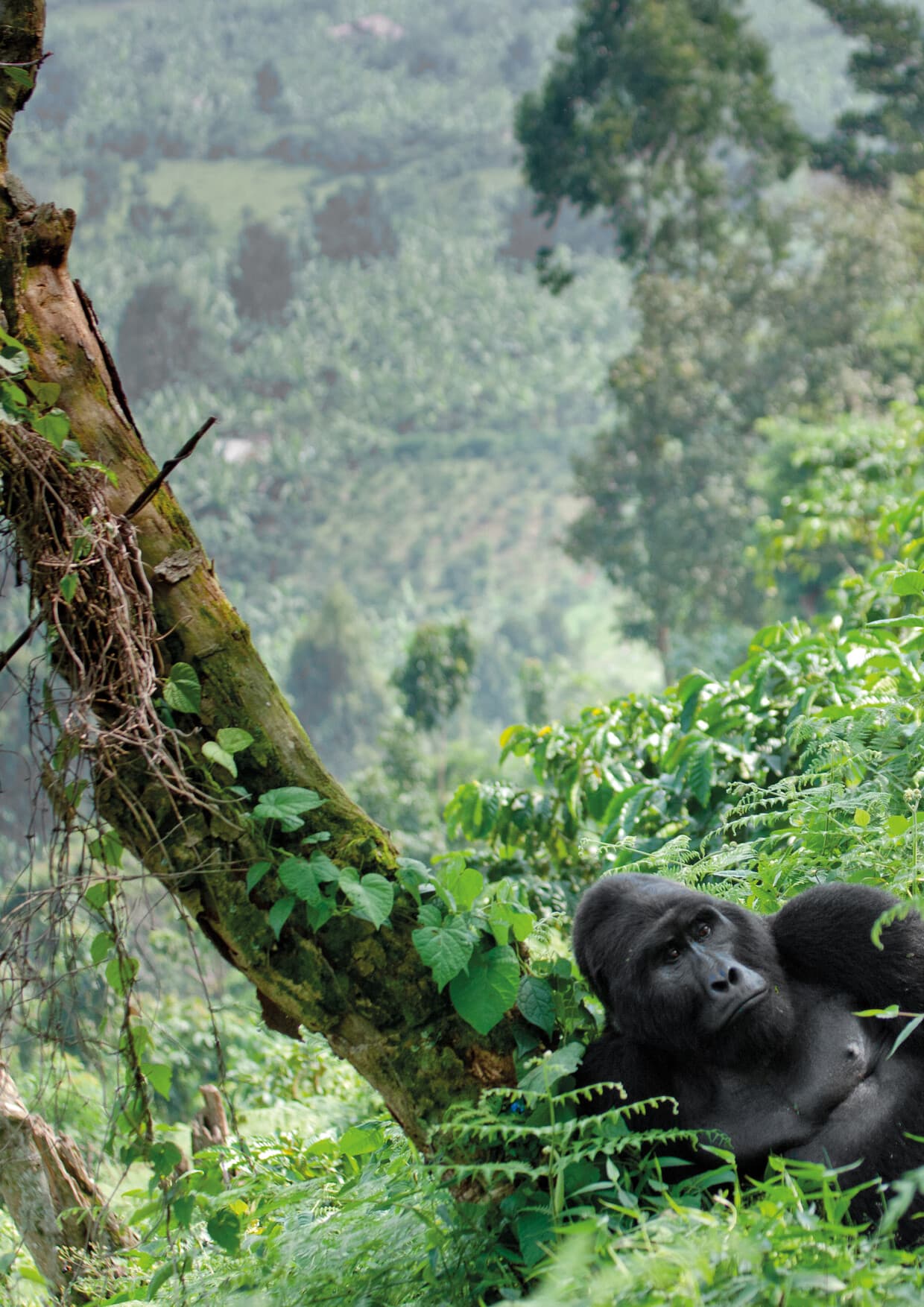 Discover the best of Uganda