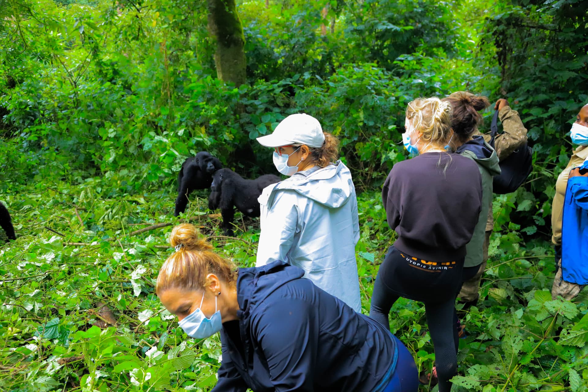 Gorilla Trekking in Uganda: FAQs Answered