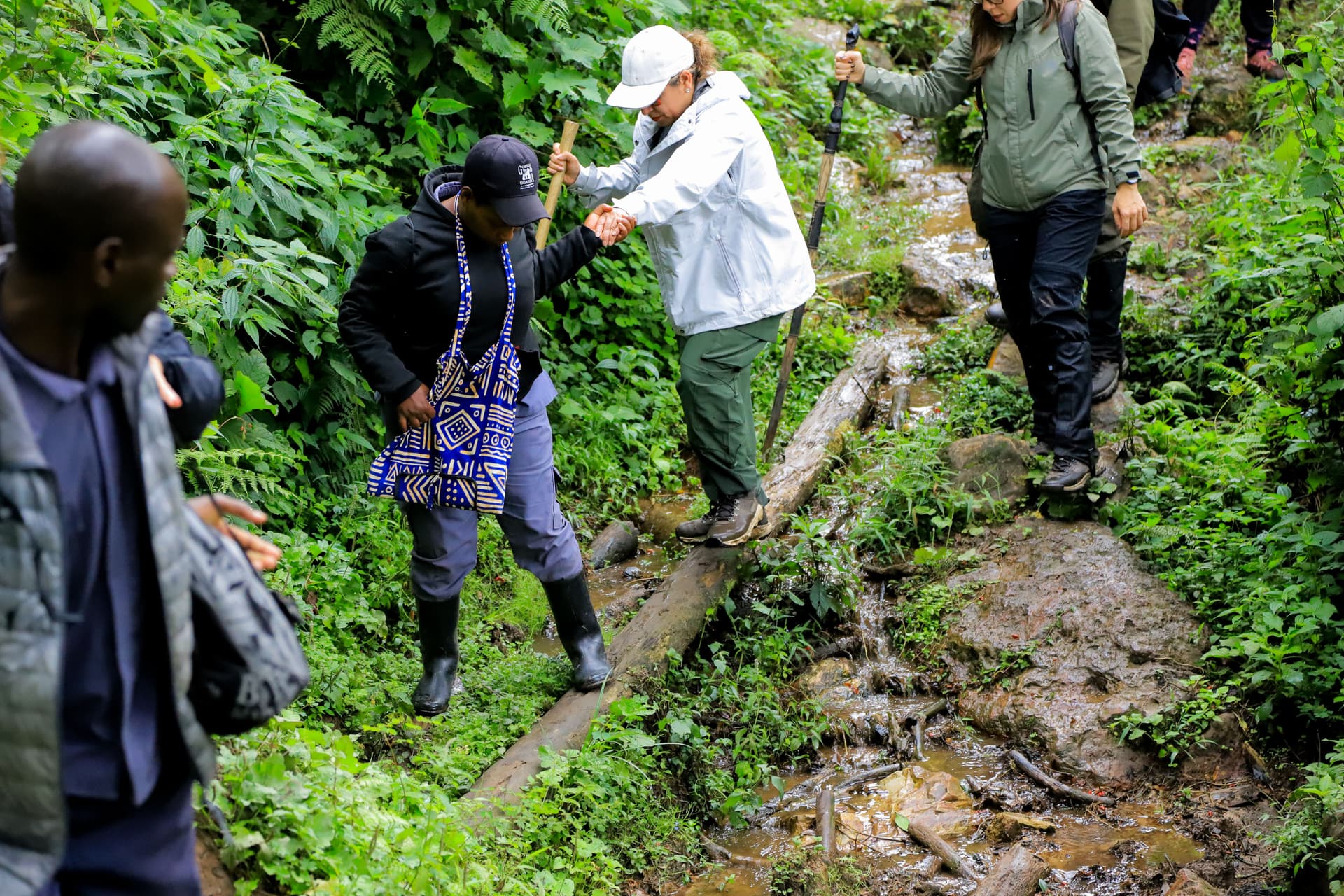 Mountain Gorilla Trekking — Bwindi Impenetrable Forest