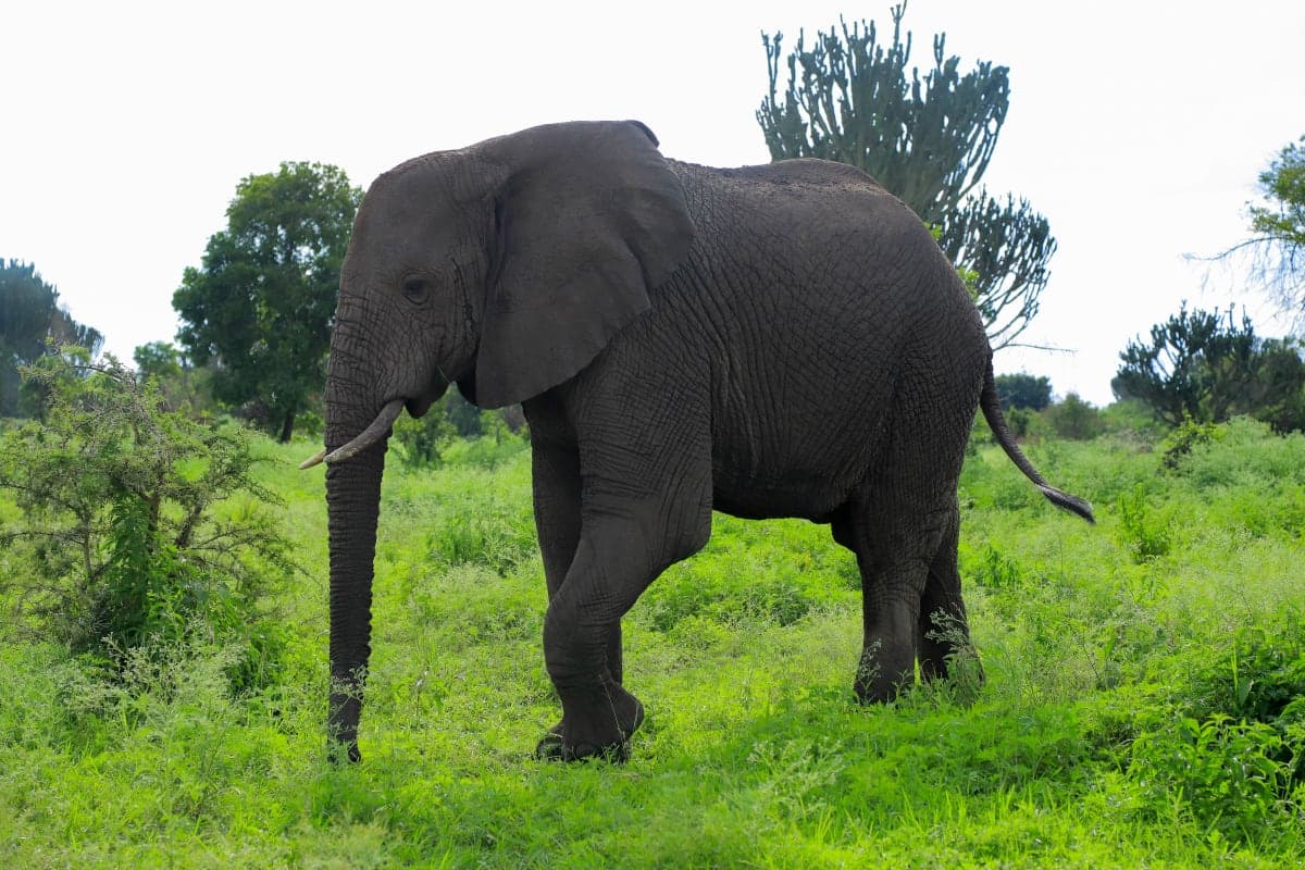 10 Days Uganda Primates Safari Highlights — Chimpanzee tracking experience in Kibale National Park