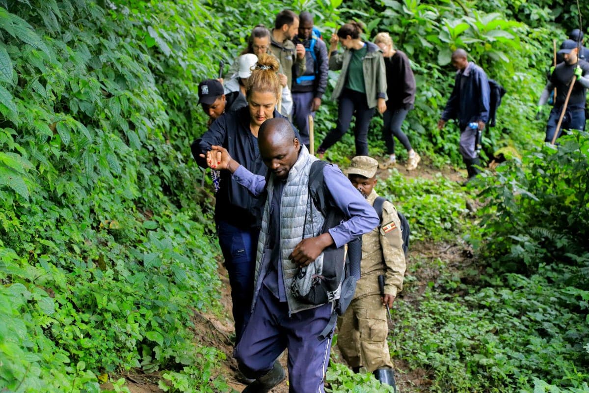 Mountain Gorilla Trekking — Bwindi Impenetrable Forest — Guided trek through Uganda forest