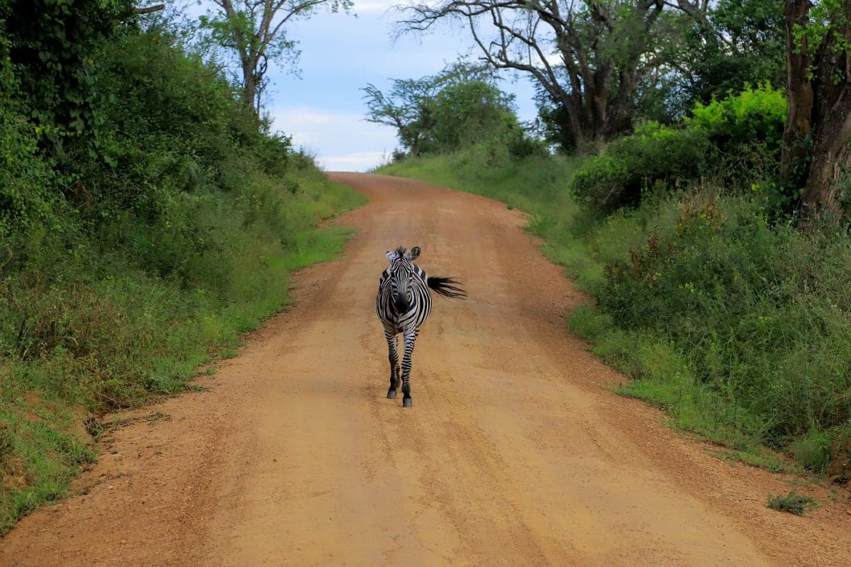 10 Days Uganda Primates Safari Highlights — Gorilla family encounter in Kibale Forest, Uganda primate safari