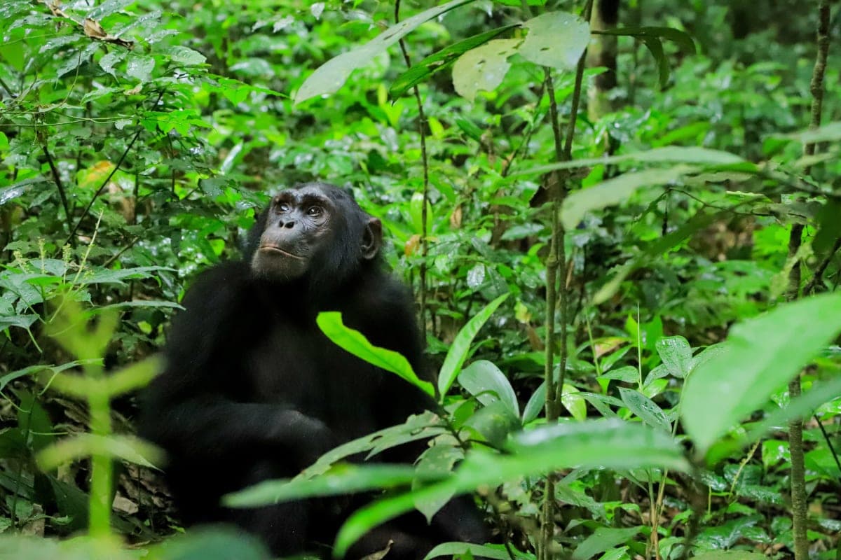 Mountain Gorilla Trekking — Bwindi Impenetrable Forest — Uganda safari experience with Green World Safaris