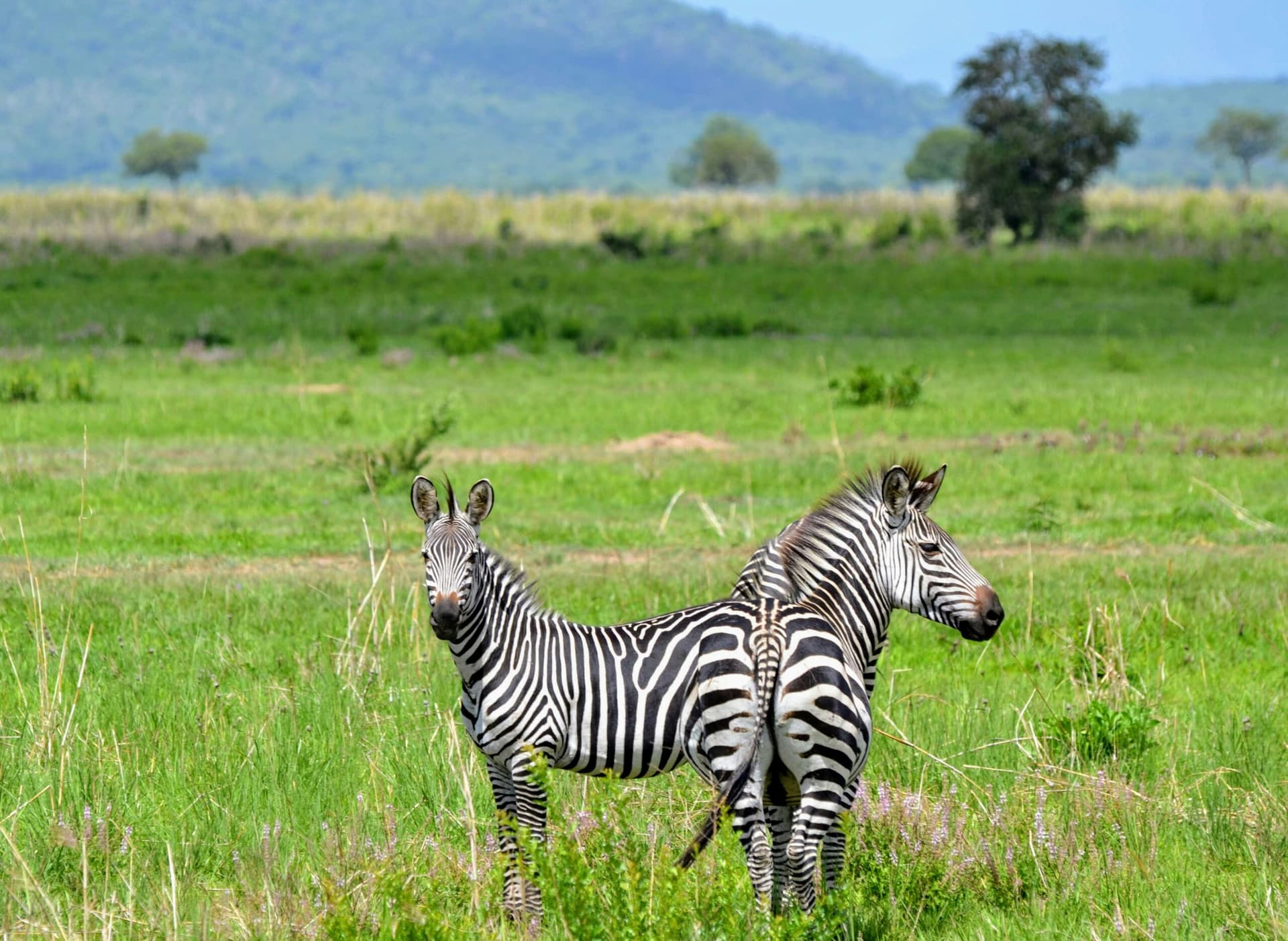 9 Days, 8 Nights Uganda Safari Adventure