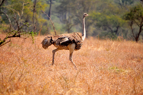 Birding in Kidepo, Uganda - Ostrich