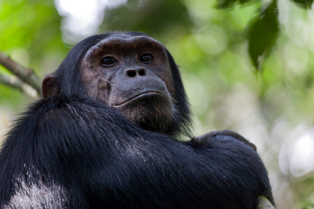 chimpanzee - Kibale National park