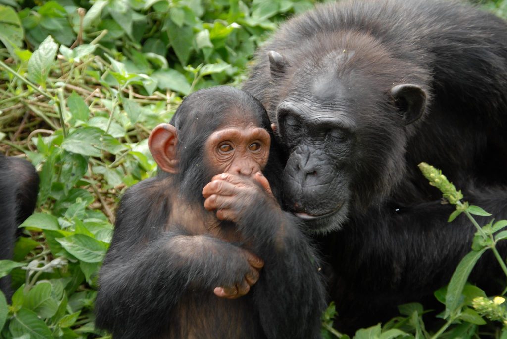 Ngamba island chimps